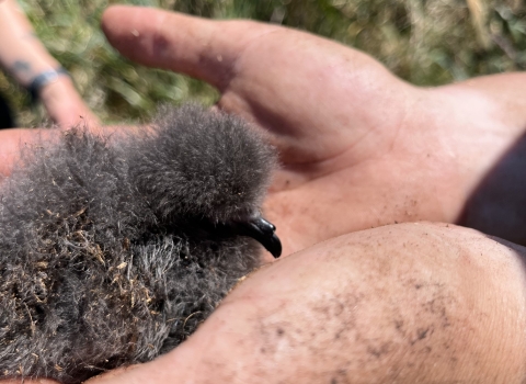 A photo of a downy Leach's Storm-petrel Chick in the hands of a researcher. 