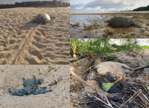 A collage of green sea turtles along the beaches of the Pacific. Each one is from either the CNMI, Guam, Hawaii, or Rose Atoll near America Samoa.