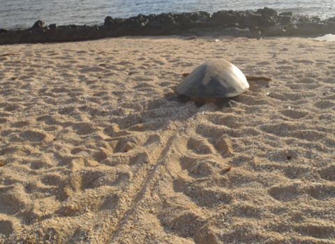 A green sea turtle makes its way from its nest to the ocean. 
