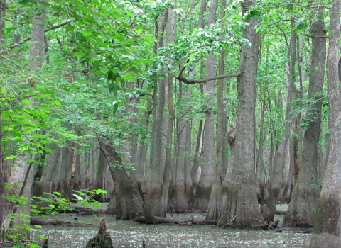 Thick-trunked trees with leafy green foliage grow out of standing water