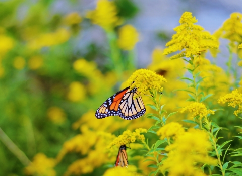 Two adult monarch butterflies feed on the nectar of a goldenrod plant. The vibrant yellow flowers and green leaves of the goldenrod patch nearly fills the background of the photo.