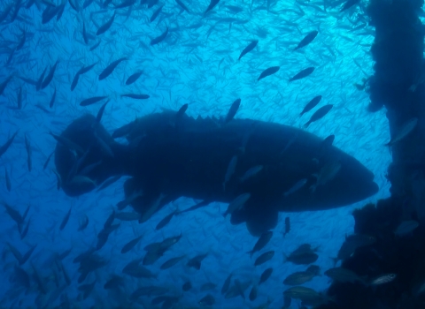 silhouette of a big fish surrounded by little fish in blue water