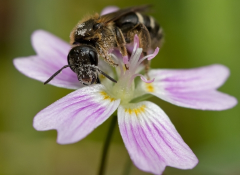 a sweat bee gathering pollen on a white and pink flower