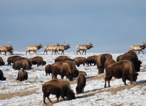Bison and elk graze on a snow-patched field of grass