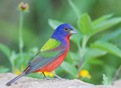 Side angle of a painted bunting, showing its blue head, orange/red underside, and various green colors on its back, courtesy of Dan Pancamo, Attribution-ShareAlike 2.0 Generic (CC BY-SA 2.0).