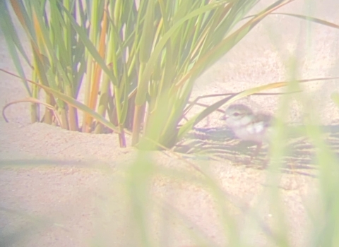 A small bird runs toward a tuft of beach grass.