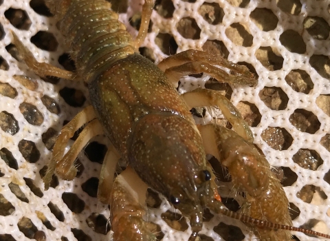 a crayfish in a net
