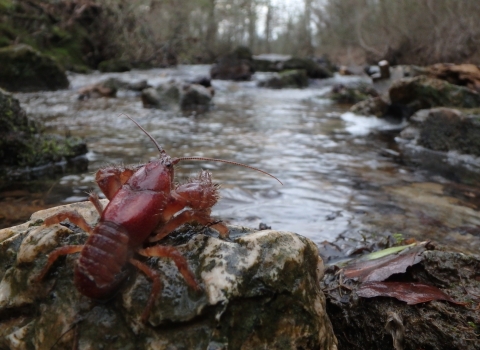 a crayfish on a rock