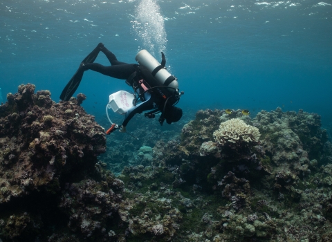 Diver at Palmyra Atoll National Wildlife Refuge