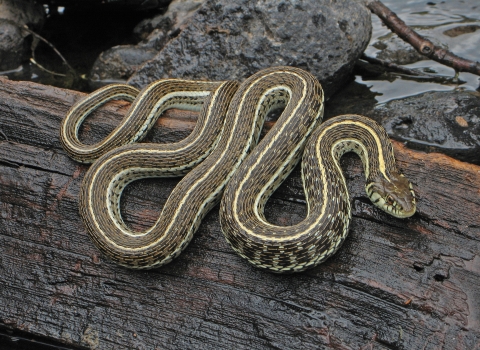 a brown snake with yellow stripes rests on a log