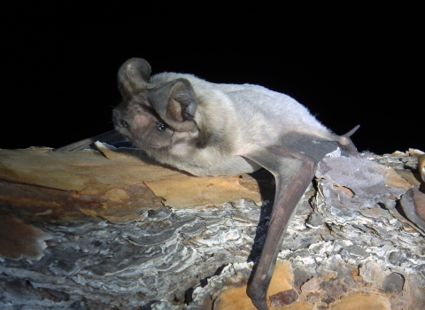 Florida bonneted bat laying on a tree branch.