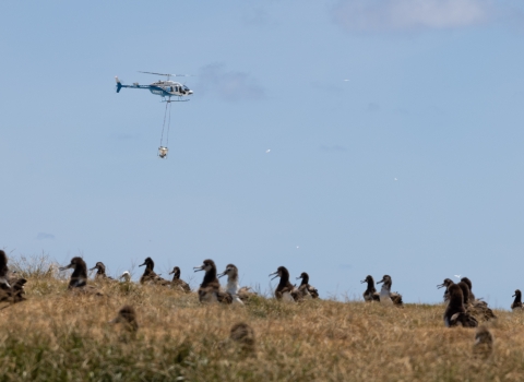 A helicopter flies above nesting albatross on Midway Atoll