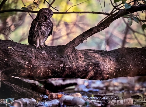 barred owl looking at trash ridden waterway