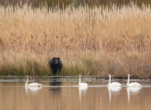 Black bear looking from shore at 4 white tundra swans out of reach on the water