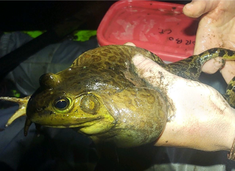 A large light green and brown frog