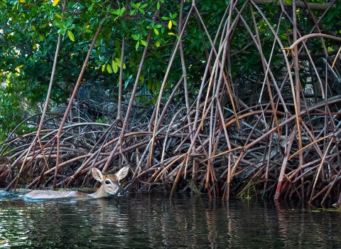 key deer doe swimming by red mangroves