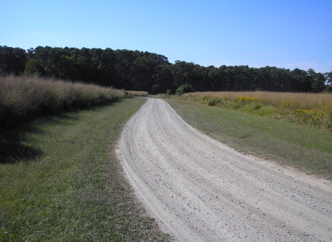 A gravel road winds through grassland to a forest