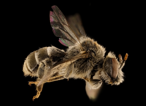 Magnified, close-up, side image of a female Epeoloides pilosulus bee.