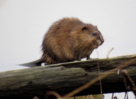 a muskrat (small aquatic rodent) stands on a log near water.