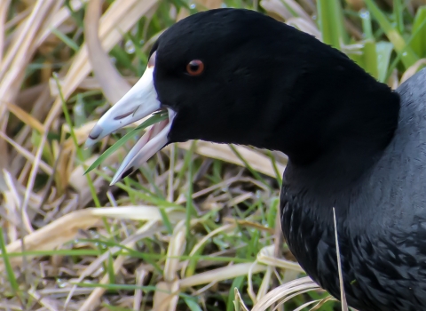 A black feathered bird with a white bill and red eye eats a blade of grass