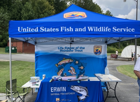 USFWS canopy tent set up at Erwin National Fish Hatchery. The tent has a display showing the lifecycle of rainbow trout, and tables showing various outreach materials such as stuffed animals and coloring sheets.