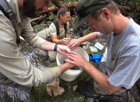 Park Service and Forest Service staff taking fin clippings from brook trout. 