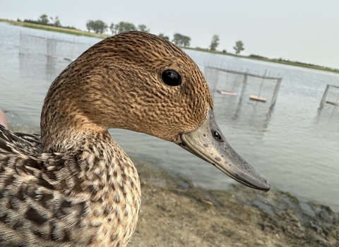 close up of an adult female northern pintail duck