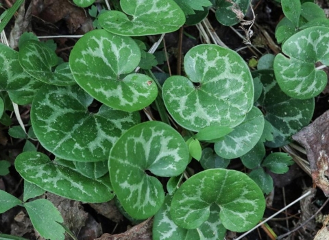 Dwarf-flowered heartleaf from above | U.S. Fish and Wildlife Service Southeast Region