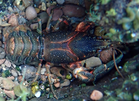 a top down view of a dark colored shasta crayfish with orange in its joints and white speckles resting on pebbles underwater