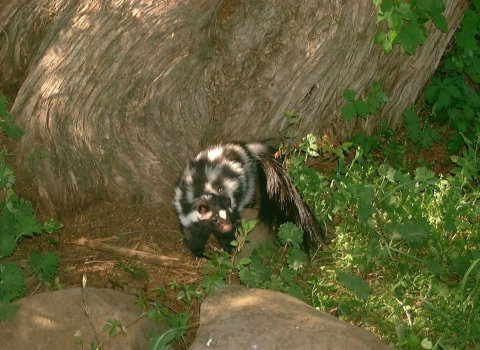 Plains spotted skunk in woodland habitat