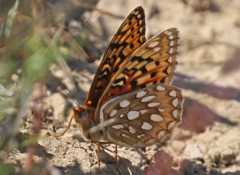 an orange and brown butterfly with white and black markings standing on dry ground by a plant