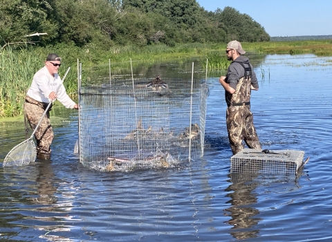 2 biologists wade in water to collect ducks from a metal cage