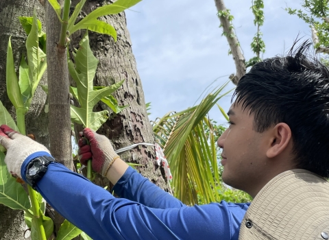 CDIP Intern searching for the Guam tree snail for relocation
