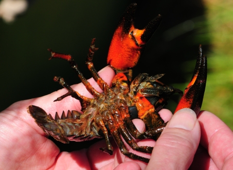 A person holds a crayfish upside down in their hands.