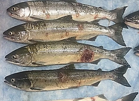 Five salmon are placed together for a photo to show skin lesions