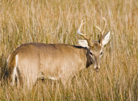 White-tailed Deer buck in marsh