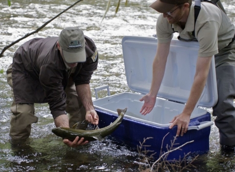 two men releasing a bull trout from a blue cooler into a stream