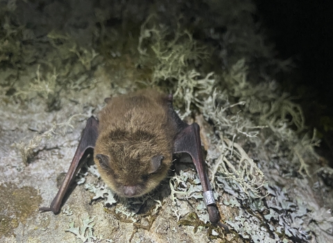 A small brown bat with a silver band on its wing resting on a piece of bark with thin, frilly, silvery-green vegetation