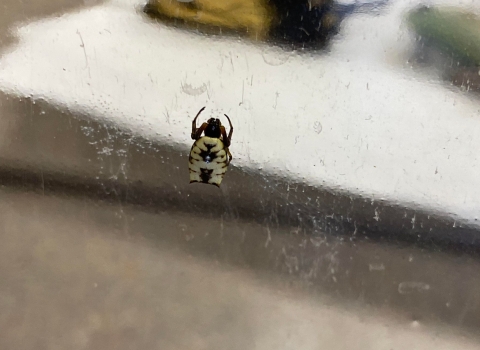 White and black spider with two points on abdomen