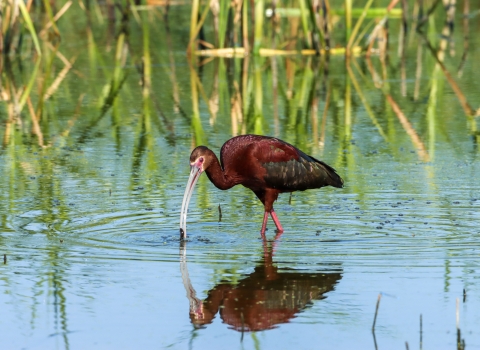 White-faced Ibis in a wetland