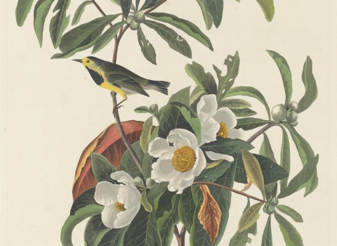 illustration of 2 bachman's warbler in tree