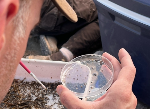 A biologists uses a fine paintbrush to sort through sand and holds a petri dish with tiny snails.