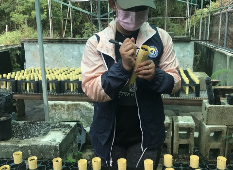 Guam NWR volunteer labeling planted seeds at the plant nursery