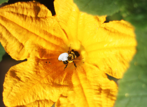 A bee rests in the center of a yellow flower. There is a tiny chef's hat edited onto the bee's head.