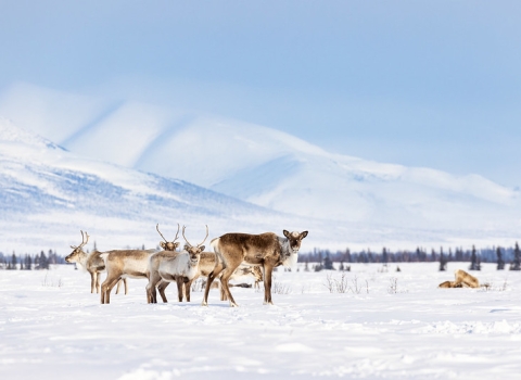 Caribou stand amidst snow in Selawik Refuge. In the background, mountains and a faint treeline are visible.