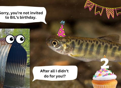 a fish with a birthday hat next to a cupcake. The text says "sorry, you're not invited to BIL's birthday". A culvert with eyes is saying "after all I didn't do for you?!"