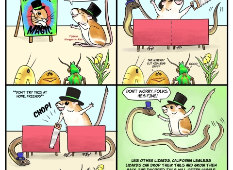A four panel comic where a tipton kangaroo rat has a magic act where she cuts a california legless lizard in half in a magic box, but it turns out that the lizard can lose and regrow its tail so the lizard is fine. It's meant to educate viewers on the lizard's adaptation of losing and regrowing a tail to get away from predators. 