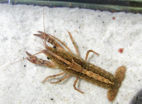 Panama City crayfish