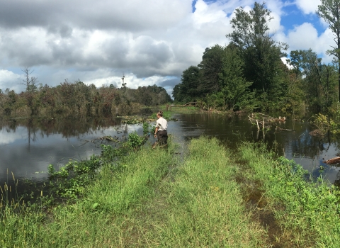 A hydrologist walks into flood waters flowing over a road at Great Dismal Swamp.