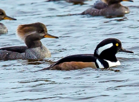 Close up image of a male and female hooded merganser floating in open water